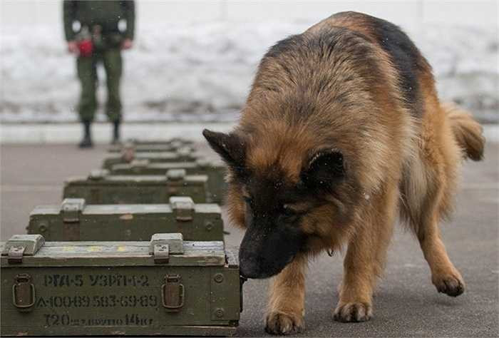 Một chú chó chăn cừu Đức trong quá trình huấn luyện phát hiện chất nổ