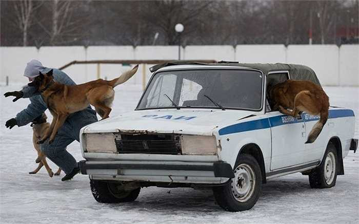 Bài tập tấn công nhóm vào tội phạm trong xe