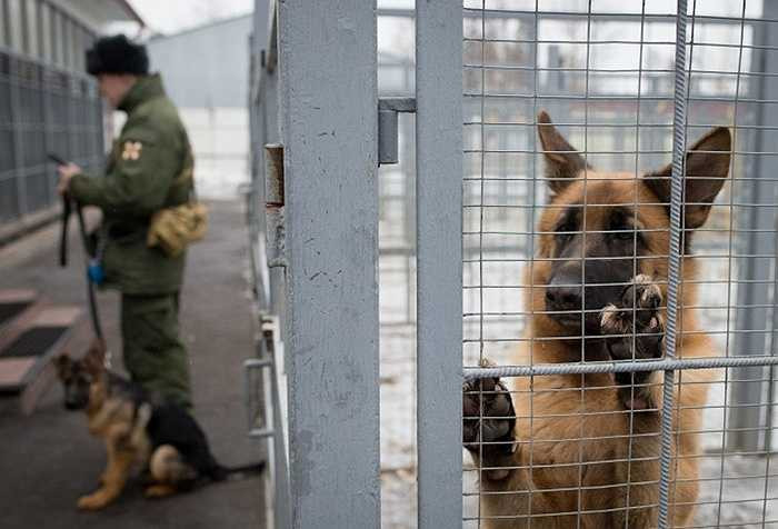 Chú chó nghỉ ngơi trong chuồng khi không luyện tập