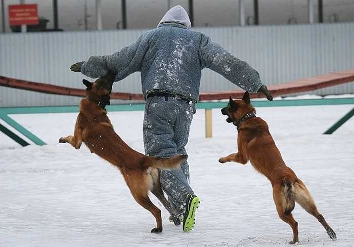 Luyện tấn công mục tiêu