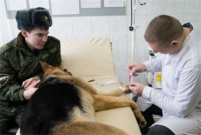 Tiêm phòng các loại bệnh