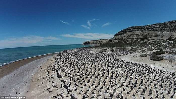 Khung cảnh hàng ngàn con chim làm tổ bên bờ biển Argentina