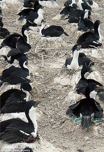 Xếp hàng thẳng tắp