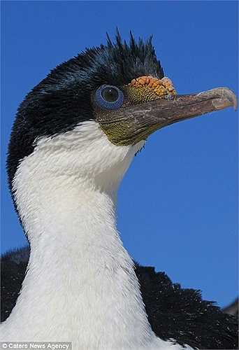 Cận cảnh một con chim cốc