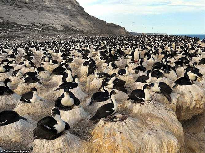 Đàn chim chiếm trọn bãi biển