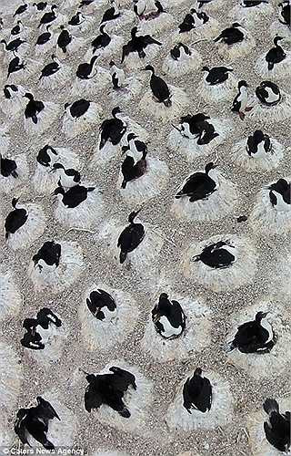 Chúng tụ tập ấp trứng trong mùa sinh sản