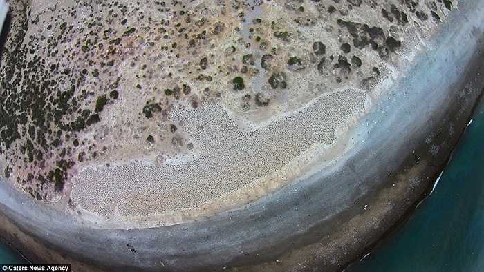 Khung cảnh đàn chim làm tổ nhìn từ trên cao