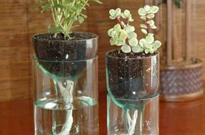 Để giữ cho cây tươi tốt, bạn có thể loại bỏ các nắp đậy của chai nhựa rồi ngâm rễ cây xuống cốc nước. Một ý tưởng tuyệt vời để giữ cho cây tươi trong một thời gian dài.