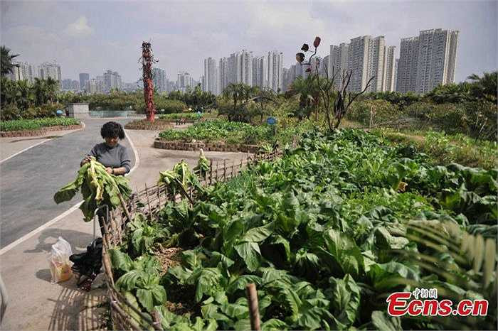 Những công nhân tình nguyện chịu trách nhiệm chăm sóc từng phần khác nhau của nông trại. Khi rau củ quả chín, họ có thể thu hoạch và đem về nhà. Một nữ công nhân họ Hu cho biết, cô thường dành thời gian nghỉ trưa để thu hoạch rau xà lách, măng tây và rau diếp. 