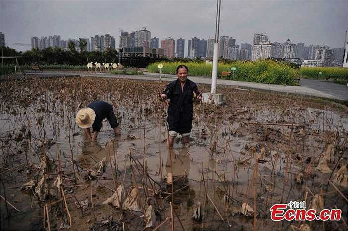 Hu chia sẻ, mọi người đều cảm thấy vui vẻ khi được làm vườn lúc rảnh rỗi. Diện tích mái nhà máy vừa có thể được tận dụng tốt mà công nhân lại được rau củ quả miễn phí. 