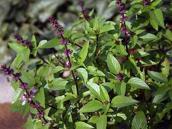 Húng quế: Húng quế rất hữu ích trong cuộc chiến chống lại ung thư tuyến tiền liệt. Nó làm giảm viêm phủ phục do đặc tính chống viêm. Bạn có thể uống nước ép húng quế nhiều lần trong một ngày để đạt hiệu quả điều trị cao nhất. 