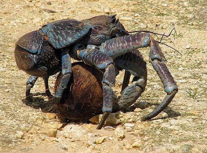 Con cua khổng lồ với chân dài 1m