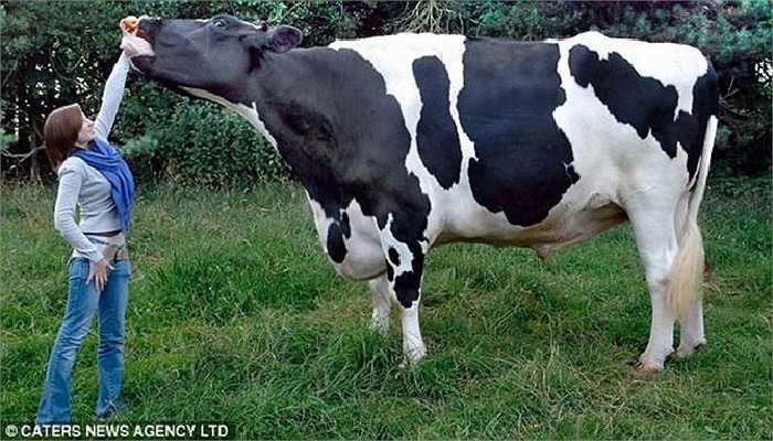 Chú bò sữa Frisian nặng bằng chiếc ô tô tải 1 tấn