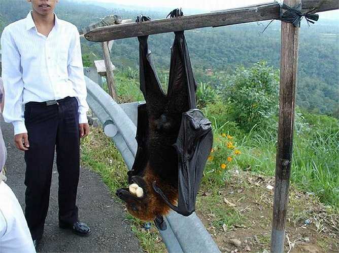 Con dơi to chưa từng thấy ở Malaysia với đôi cánh 1,7m