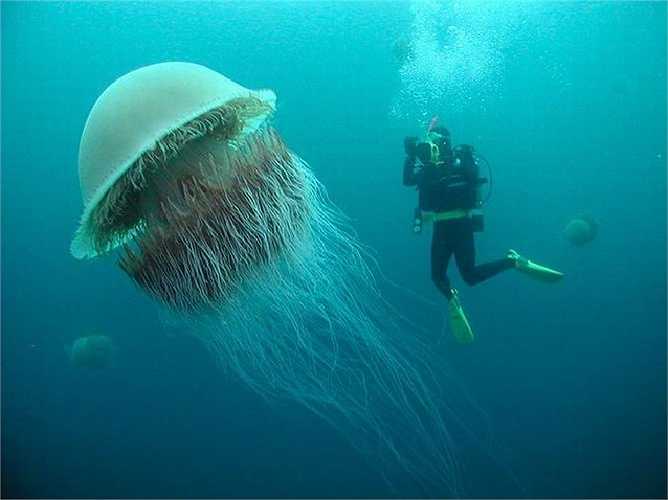 Con sứa ở Nomura nặng 200kg