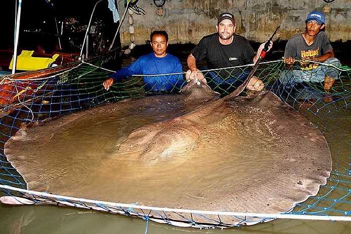 Cũng ở Nomura, người dân còn bắt được một con cá đuối 600kg