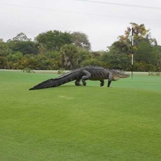 Cá sấu khổng lồ như khủng long bò lên sân golf khiến người chơi kinh hồn bạt vía