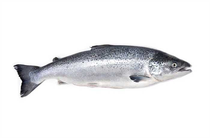 Đừng ăn cá hồi vào ngày này bởi nó sẽ mang lại điều rủi cho bạn