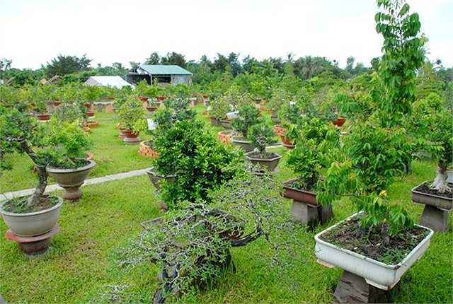 Ngoài ra ông còn sở hữu một vườn cảnh khổng lồ rộng 2ha với 2.000 chậu cây kiểng khác nhau như tùng, nguyệt quế, mai vàng, mai bon sai… có giá trị tới gần 2 tỷ đồng/cây.