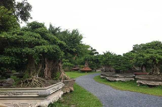 Trong vườn có khoảng 5.000 cây với đủ các chủng loại, kích cỡ, độ tuổi, thế giáng và giá trị. Trong đó có hàng trăm cây cổ thụ hình thù độc đáo, quý hiếm và có tuổi đời cả trăm năm, sinh trưởng ở những nơi đặc biệt…