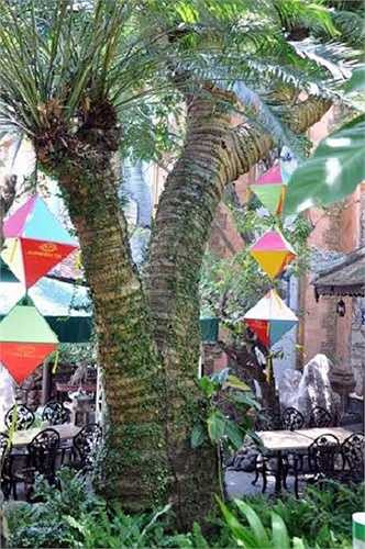 Bước ra sân vườn là những cây cổ thụ quí hiếm. Từ cây tùng La Hán, cây me dáng thế tự nhiên độc nhất, cây thiên tuế, cội sung... có tuổi đời từ 300 - 600 năm.