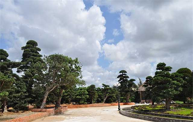 Toàn bộ cây được bố trí trồng trong khuôn viên dinh thự, không ít cây có giá gần triệu đô. Mỗi cây được cắt tỉa, tạo dáng theo phong cách riêng nên vẻ hấp dẫn và giá trị cũng khác nhau.