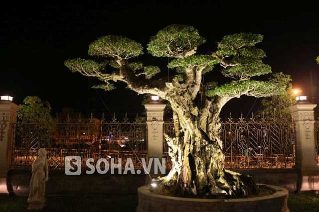 Mỗi cây cảnh trong khuôn viên tòa lâu đài đều được tuyển chọn vô cùng kỹ lưỡng, có giá trị hàng tỷ đồng hoặc thậm chí hơn 1 triệu USD/cây.