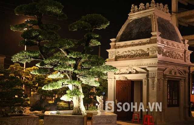 Phần lớn các cây đều có gia phả, được truyền qua nhiều thế hệ khác nhau. Có nhiều cây được trồng trong khuôn viên của các gia đình hoàng tộc, vua chúa rồi được truyền lại cho các thế hệ hàng trăm năm qua.