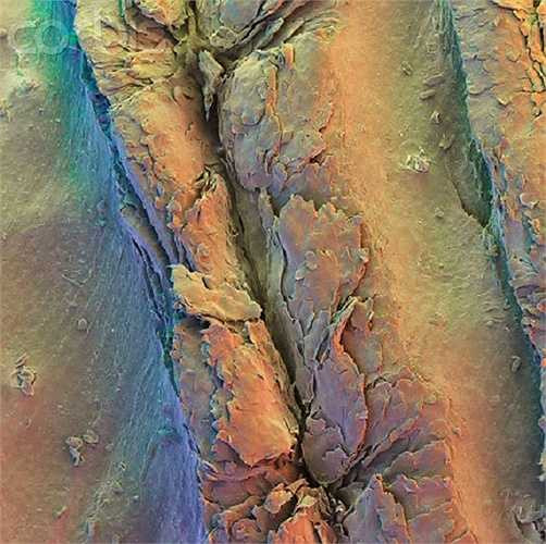 Đây là vân tay ở đầu ngón tay của con người khi được nhìn dưới kính hiển vi.