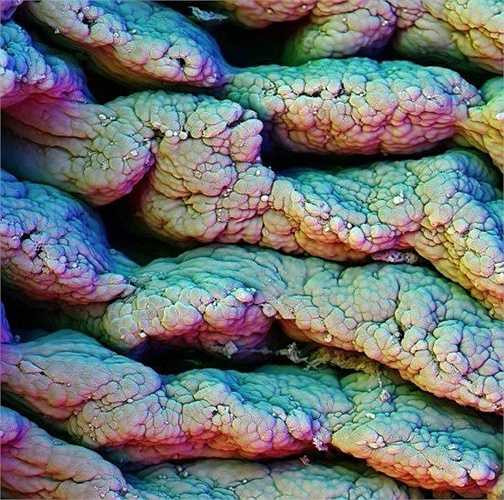 Ruột non và các lông nhung ở bên trong giúp con người hấp thụ được thức ăn.