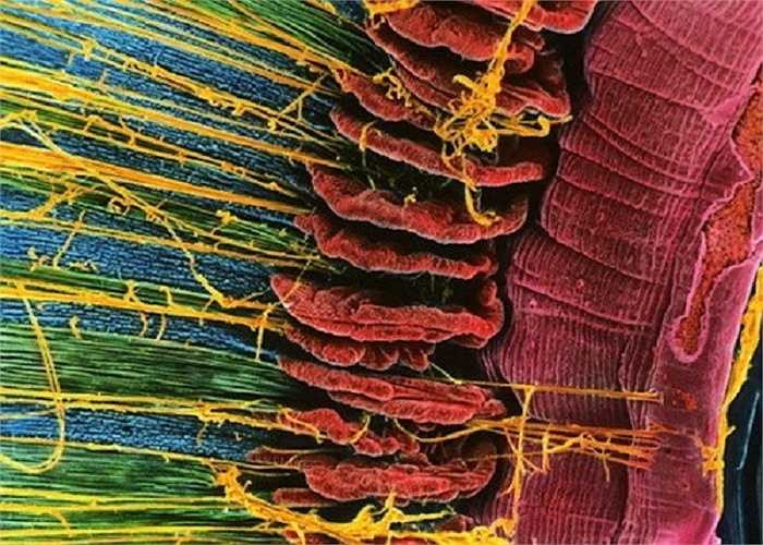 Các tế bào thần kinh thị giác ở trong mắt con người.