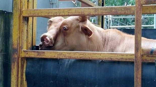 Bò 'hai mặt' kỳ dị gây xôn xao nước Úc