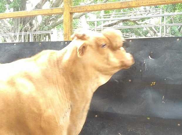 Bò 'hai mặt' kỳ dị gây xôn xao nước Úc