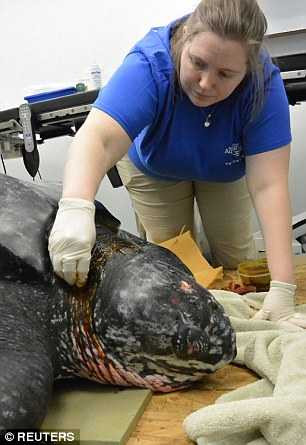 Rùa khổng lồ gặp nạn vì nuốt phải túi nhựa