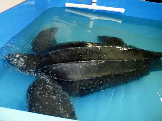 Rùa khổng lồ gặp nạn vì nuốt phải túi nhựa