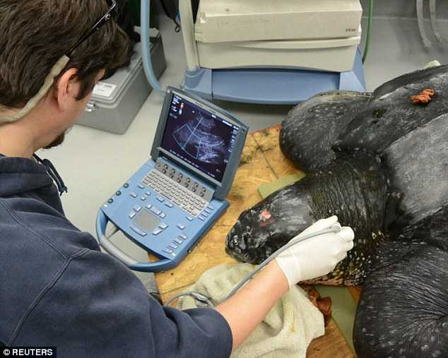 Rùa khổng lồ gặp nạn vì nuốt phải túi nhựa