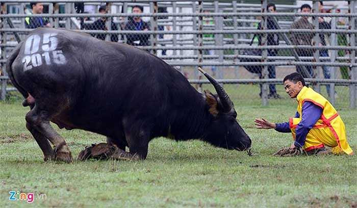 Một thí sinh trâu của xã Tam Hiệp (Phúc Thọ, Hà Nội) khuỵu gập hai chân trước xuống chào hỏi như làm xiếc. Tiết mục này khiến nhiều khán giả thích thú ồ lên.