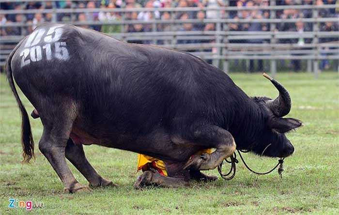 Sau đó trâu quay mặt lần lượt 4 hướng khán đài như một nghi lễ biểu diễn.