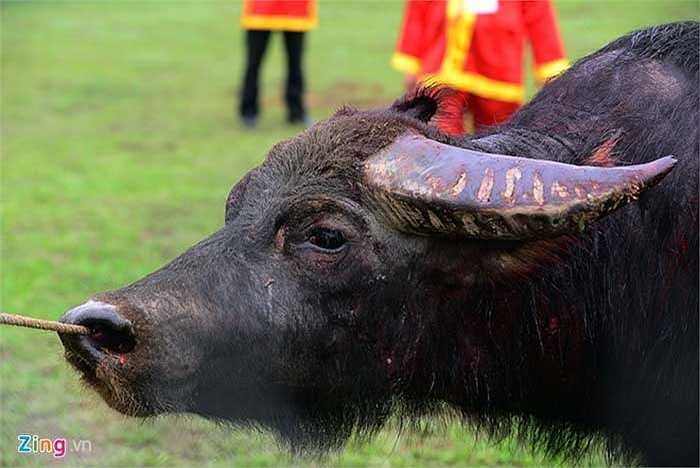 Kết thúc vòng loại, trâu thua trận với nhiều vết máu trên mình và sừng được kéo ra ngoài thịt bán tại chỗ. Ngày 15/3 sẽ tiếp tục diễn ra các trận thi đấu bán kết, chung kết để tìm ra 'ngưu ông' vô địch.