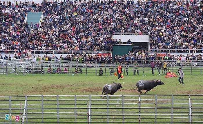 Đó là một trong những hình ảnh ấn tượng tại hội chọi trâu huyện Phúc Thọ đầu năm. Sáng 14/3, gần 20.000 khán giả ngồi chật kín khán đài SVĐ huyện Phúc Thọ đón xem các pha thi đấu nảy lửa của 32 'ngưu ông' đến từ nhiều tỉnh, thành phố. 