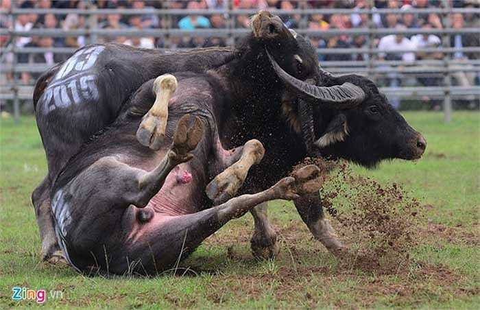 Ngày hội đem lại nhiều pha ra đòn đẹp mắt trong đó phải kể đến trâu của ông Nguyễn Văn Huy (Sơn Tây, Hà Nội) khiến đối thủ của chủ nhà lật ngửa phơi bụng và 4 chân lên trời.