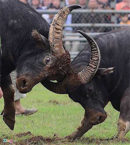 Hay những pha dùng sừng móc mắt đối phương mau lẹ, đầy khôn khéo. Trong ảnh, trâu số 67 của thị trấn Phúc Thọ đang ra đòn với 'ngưu ông' đến từ huyện Mê Linh (Hà Nội).