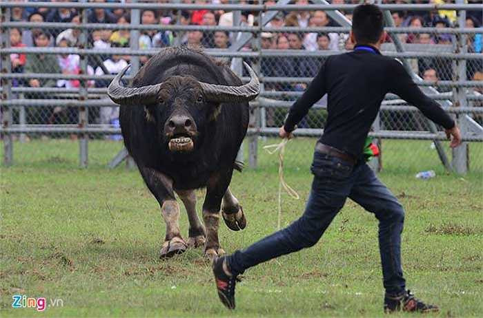 Nhiều trâu khi thắng hoặc thua đều chạy loạn các hướng, thậm chí lao thẳng vào chủ nuôi.