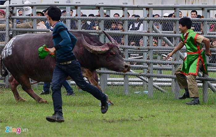 Tổ bắt trâu dù quen vẫn phải hoảng sợ né tránh khi các thí sinh này quá hung dữ.