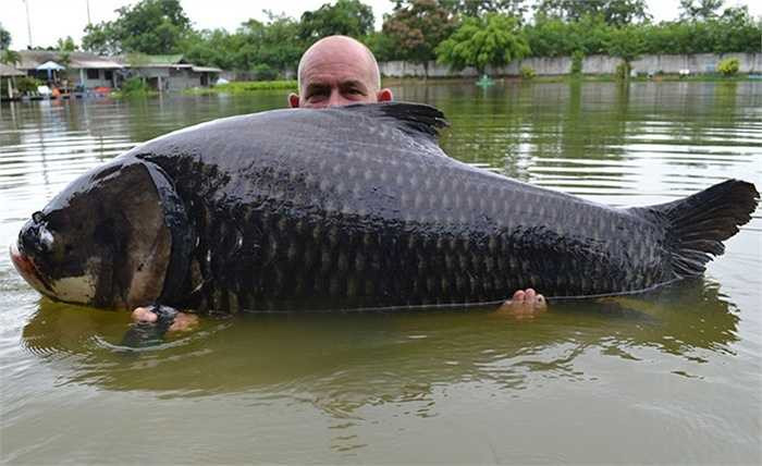 Tháng 8/2014: Andy Harman lập kỷ lục khi bắt được con cá Xiêm nặng 64kg trong 50 phút