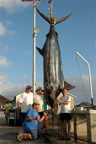 Tháng 3/2013: Chủ quán rượu người Anh, Kevin Gardner đã bắt được con cá mác lin dài hơn 6m trong ra khơi ở đảo Ascension thuộc Đại Tây Dương