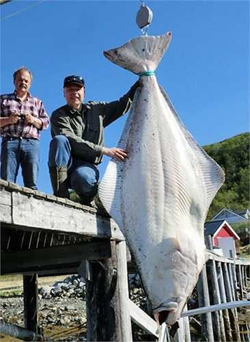 Tháng 8/2013: Christian Johannsen dành gần năm giờ để có thể bắt được con cá bơn dài gần 3m và cần có 3 người đàn ông lực lưỡng mới có thể kéo con cá lên thuyền