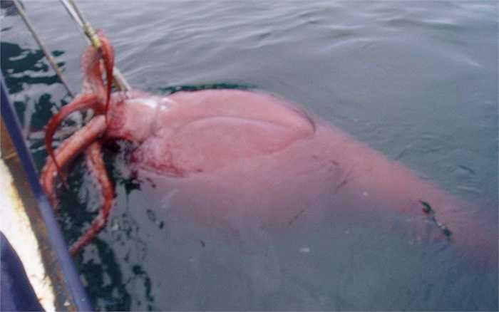 Con mực ước tính nặng gần 450kg do một ngư dân ở New Zealand thuộc Biển Ross bắt được, được cho là con mực lớn nhất thế giới