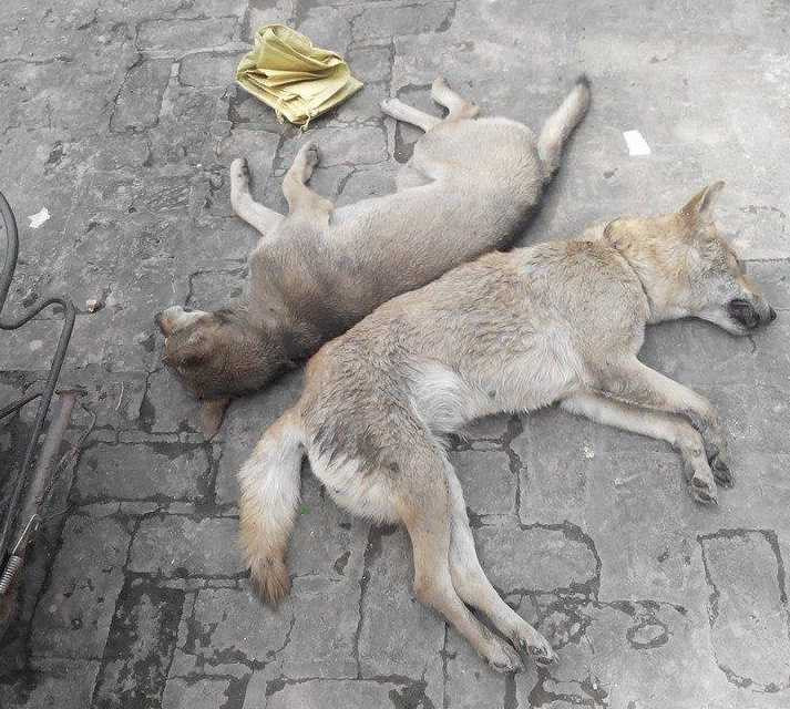 Trộm chó, thanh niên bị dân làng vây đánh dã man