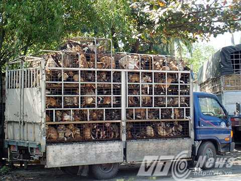 Hành trình từ sân nhà tới bàn nhậu của những chú chó nuôi